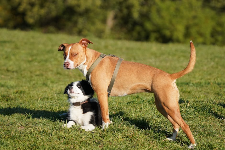 dog vaccination schedule uk — Dog Vaccination Schedule Uk: Puppy & Adult Guide