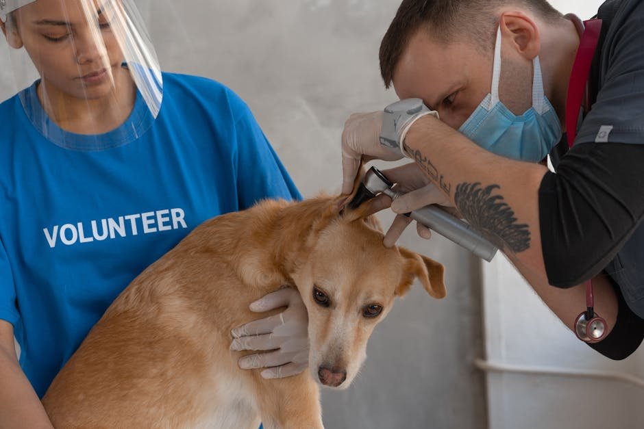 dog vet costs uk — Dog Vet Costs Uk: Pricing Guide for UK Owners