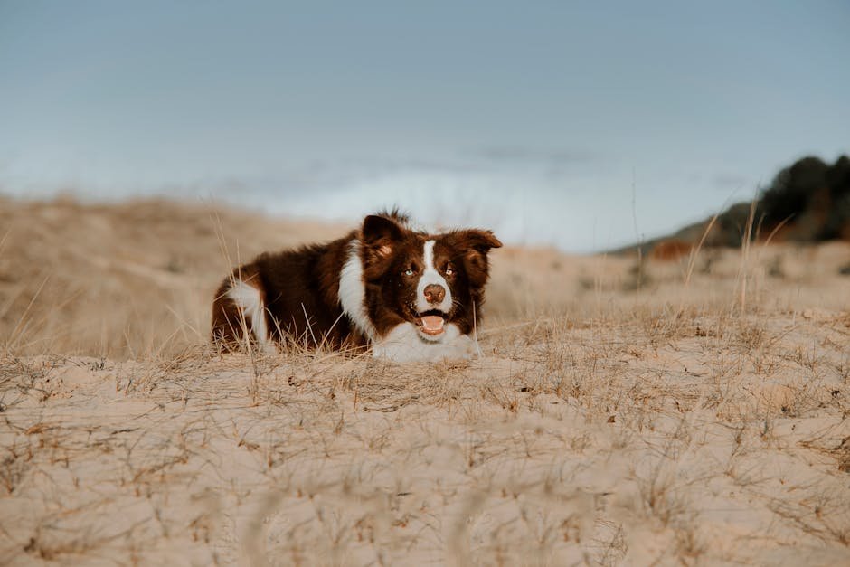 dog worming schedule uk — Dog Worming Schedule Uk: Puppy & Adult Guide