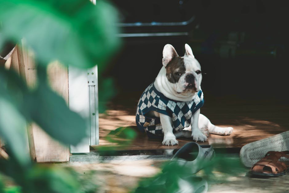 french bulldog uk — French Bulldog Uk: Care, Costs & Breed Guide