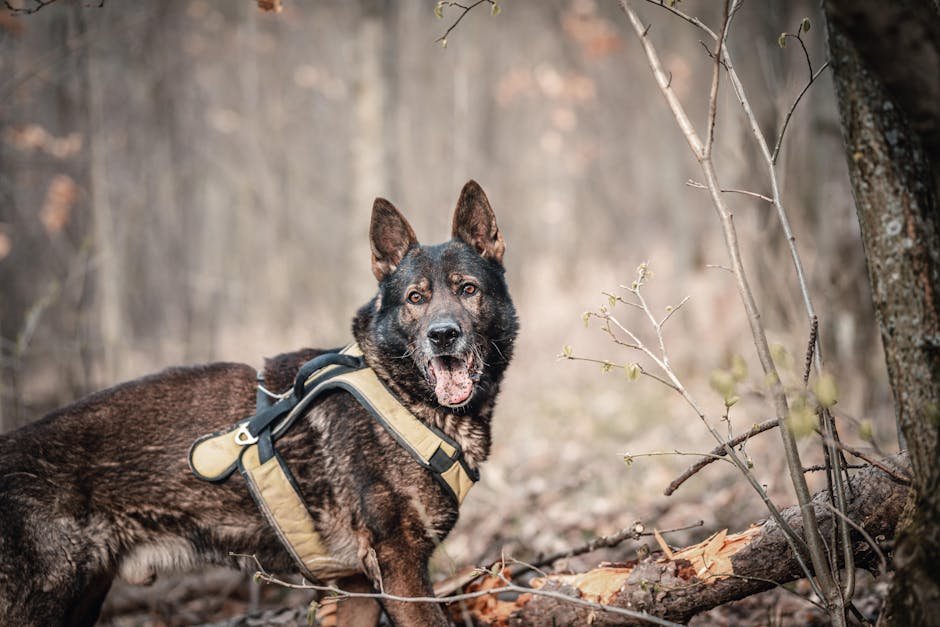 german shepherd uk — German Shepherd Uk: Breed Guide, Care & Costs