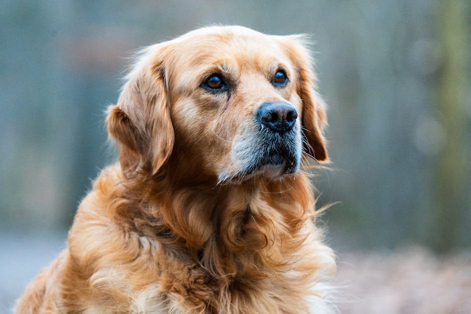 golden retriever uk — Golden Retriever Uk: Care, Cost & Temperament