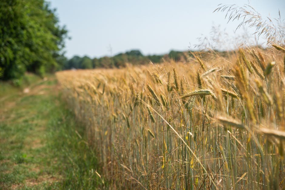 grain free dog food uk — Grain Free Dog Food Uk: Benefits, Risks & Choices