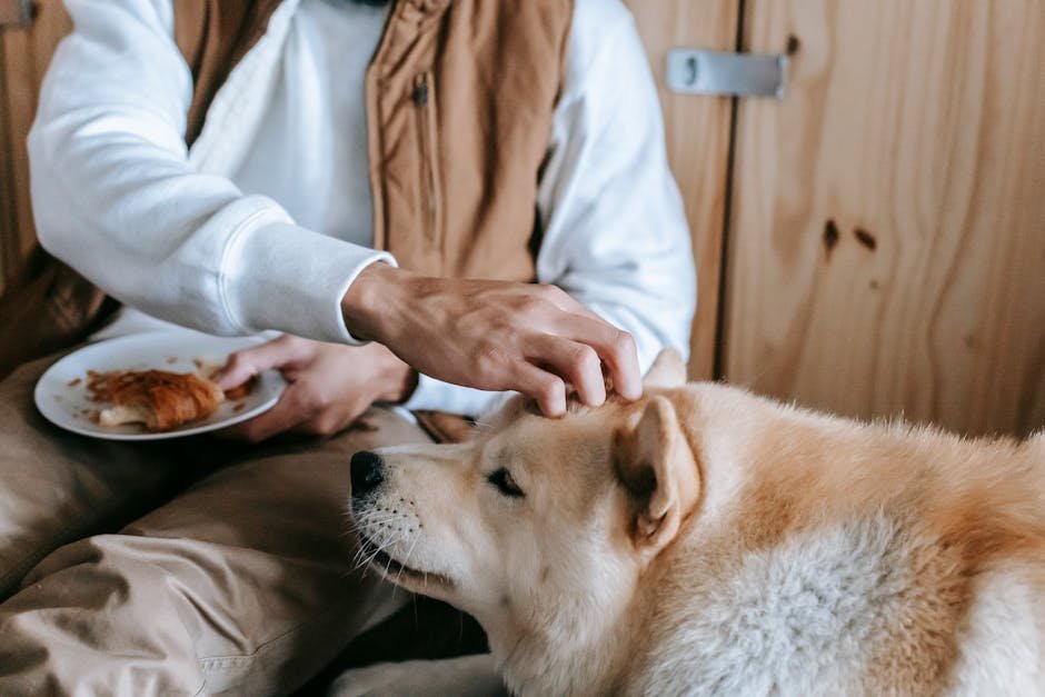 homemade dog food uk — Homemade Dog Food Uk: Healthy Recipes & Guide