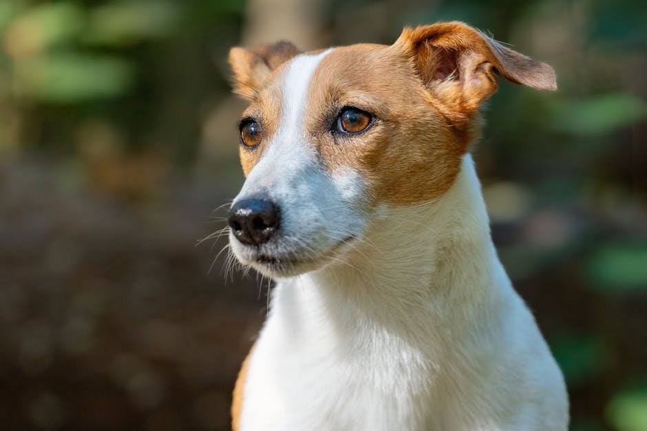 jack russell uk — Jack Russell Uk: Breed Facts, Care & Costs