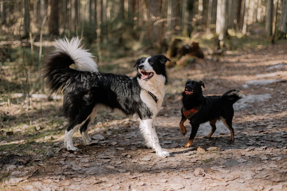 off lead dog park uk — Off Lead Dog Park Uk: Rules, Safety & Etiquette