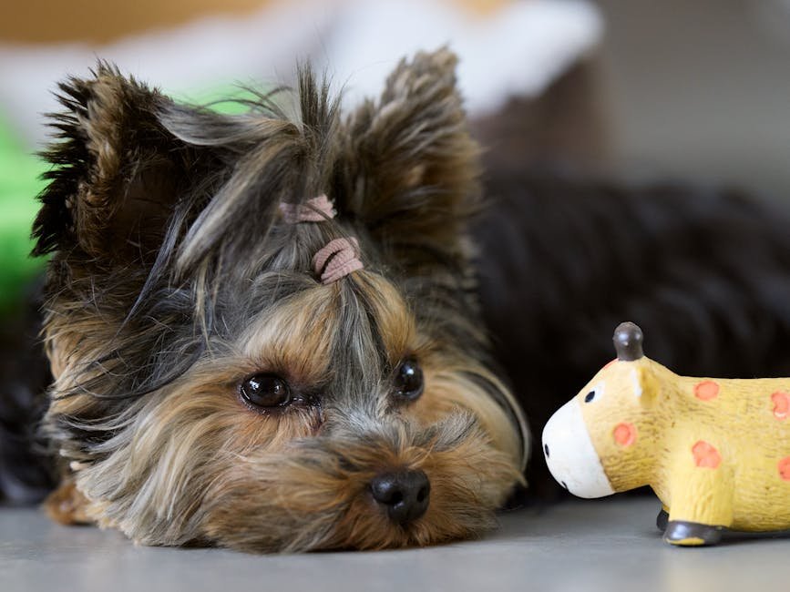 puppy first groom uk — Puppy First Groom Uk: What to Expect & Tips