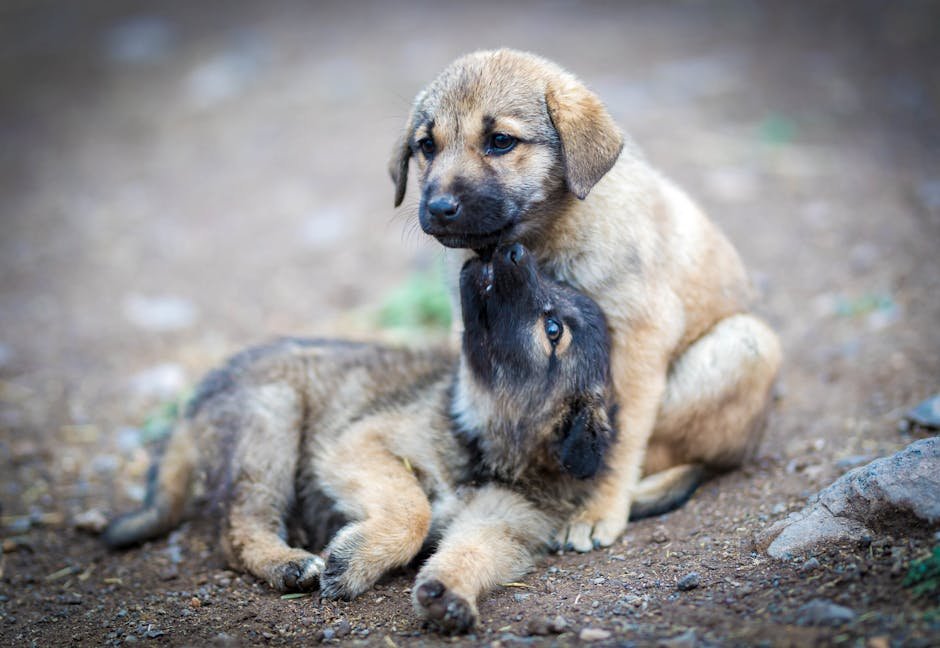 puppy food guide uk — Puppy Food Guide Uk: Best Nutritional Advice