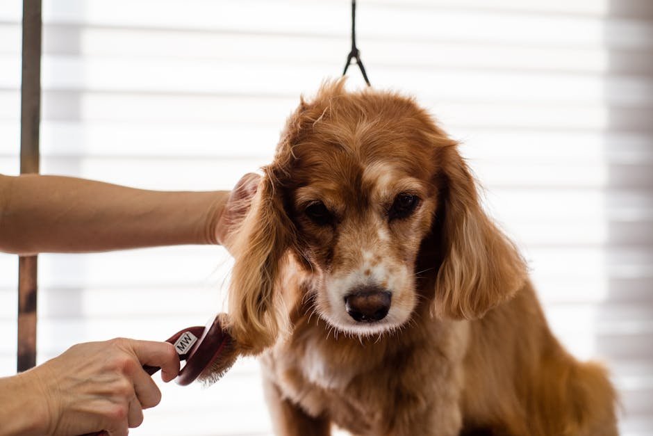 puppy grooming at home uk — Puppy Grooming at Home Uk: Simple Steps & Tips