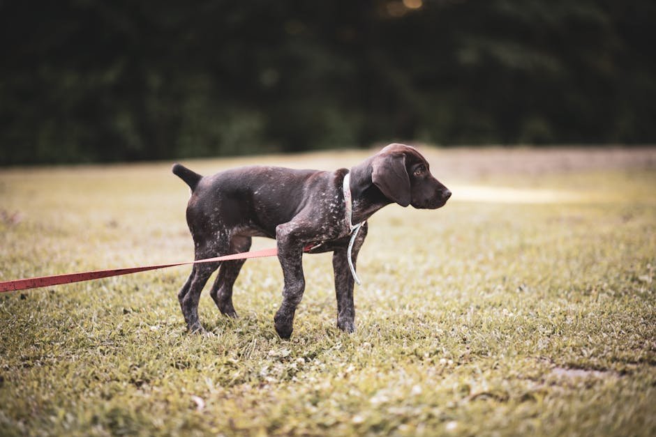 puppy training tips uk — Puppy Training Tips Uk: Easy Guide for New Owners