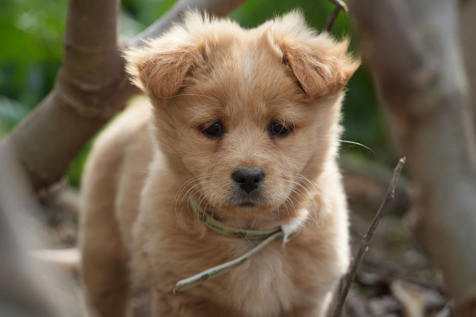 puppy vet visits uk — Puppy Vet Visits Uk: What to Expect