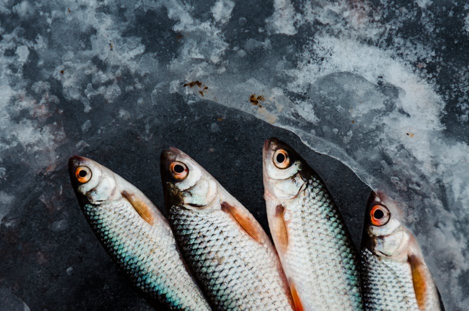 raw dog food diet uk — Raw Dog Food Diet Uk: Benefits, Risks & Feeding