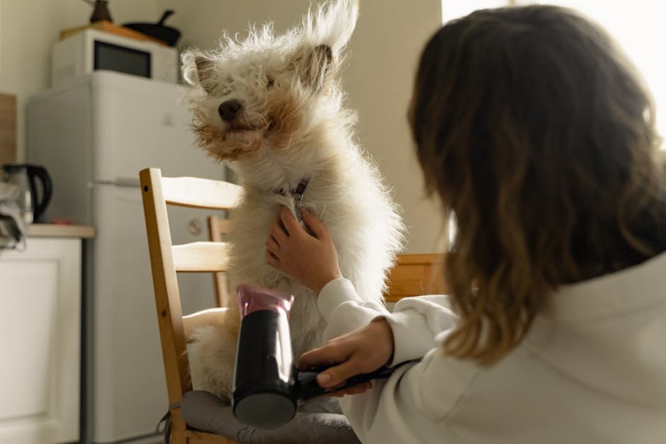 start dog grooming business uk — Start Dog Grooming Business Uk: Step-By-Step Guide
