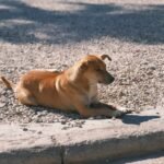 Stray Dog Found Uk: What Happens Next?