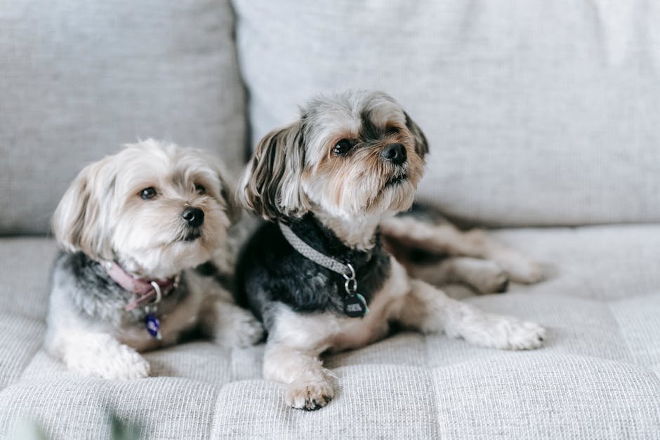 yorkshire terrier uk — Yorkshire Terrier Uk: A Complete Guide to This Breed